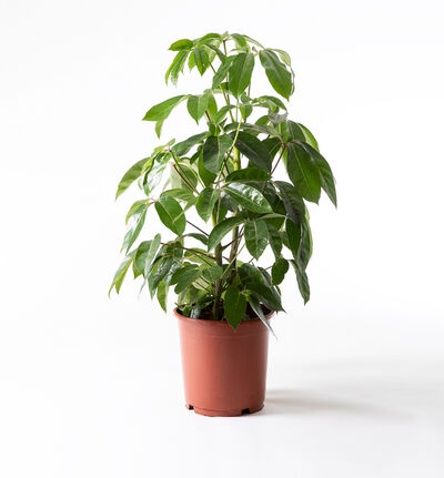 Schefflera Amate Schefflera Amate